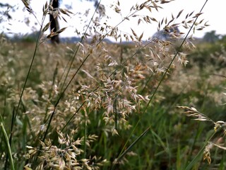 grass in the forest