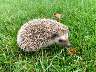 decorative hedgehog on a walk on the green grass on a summer day