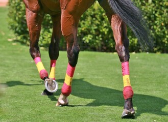 Fototapeta premium Unforgettable moments between horses at a racecourse