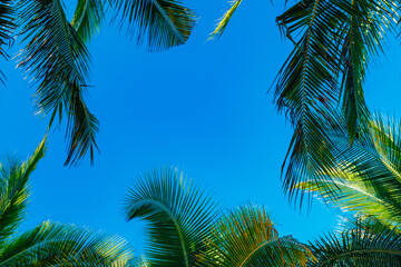 Naklejka premium coconut palm leaves on a background of blue clear sky, summer background, travel, nature. Frame