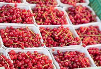 close up of ripe organic red currant berries