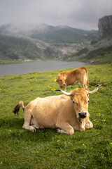 two cows grazing in a meadow with a beautiful lake in the background