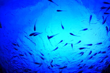 水槽の中のサカナ