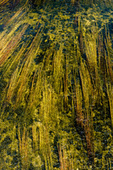 Naklejka premium abstract nature photo of reeds and water plants flowing and floating in a river