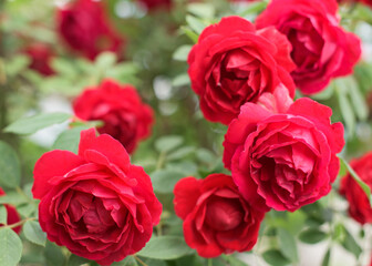 Part of red rose bush with lot of blossoms
