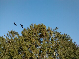 birds in the tree