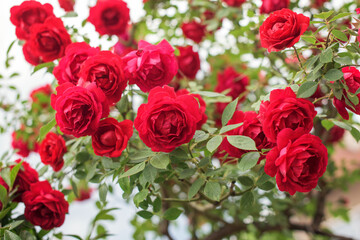 Part of red rose bush with lot of beautiful blossoms