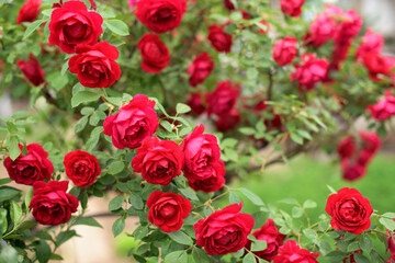 Part of red rose bush with lot of beautiful blossoms