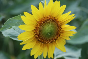 sunflower in the field