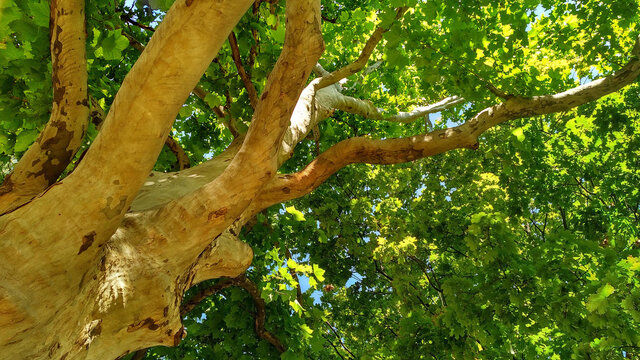 Long, curved and knotted sycamore branches against the dense  green foliage