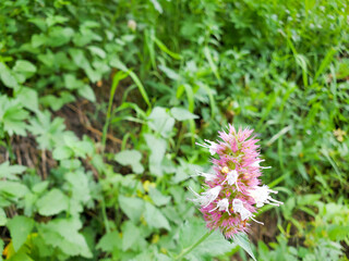 Fototapeta premium Utah Mountain Flowers