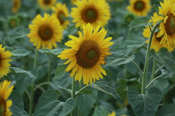 field of sunflowers