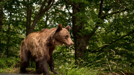 Naklejka na ściany i meble The bear in the forest in the mountains