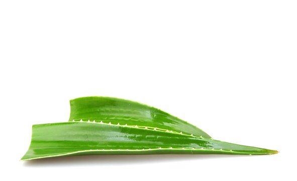 Closeup of aloe vera leaves under the lights isolated on a white background - medical concept