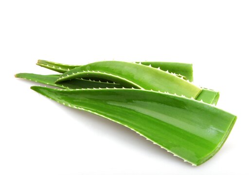 Closeup of aloe vera leaves under the lights isolated on a white background - medical concept