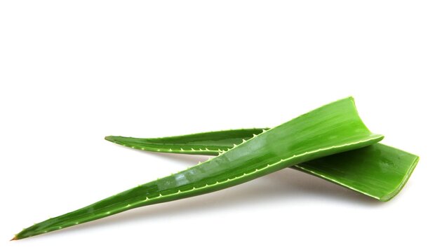 Closeup of aloe vera leaves under the lights isolated on a white background - medical concept
