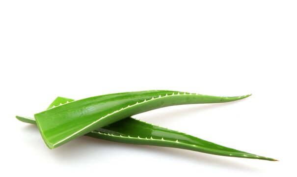Closeup of aloe vera leaves under the lights isolated on a white background - medical concept