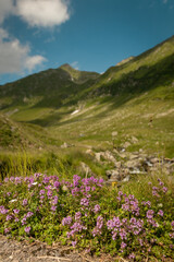 Obraz premium Flowers on the mountain in spring time