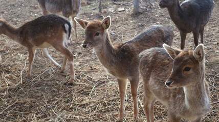 deer in the woods