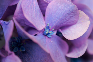 青い美しい紫陽花のマクロイメージ