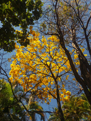 Handroanthus albus in a central park at the city of Belo Horizonte in Brazil.