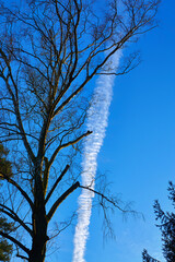 View of blue sky with clouds line and tree. Ecological concept.