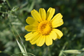Natural beauty of flowers