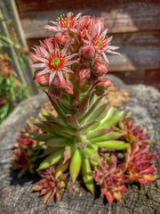 Fototapeta premium Sempervivum