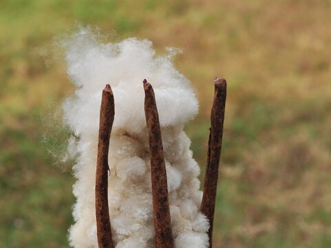 Ceiba/ capoc or silk cotton for use making pillow or mattress