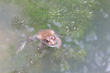 deer in the pond