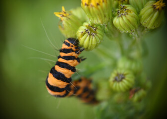 caterpillar on a leaf macro photo made in Weert the Netherlands 