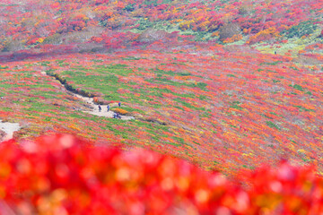 栗駒国定公園、栗駒山の紅葉。栗原、宮城、日本。