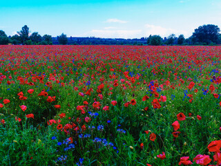 Fototapeta na wymiar Large field of red poppy flowers in early summer