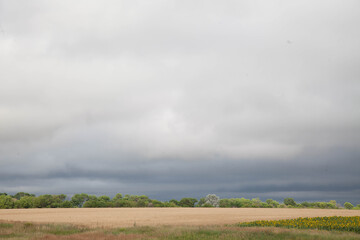 Obraz premium A large field of ripe wheat against the background of the stormy sky