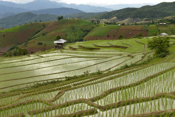 Farmer's cottage with Terraced rice fields at Chiangmai province, Thailand.