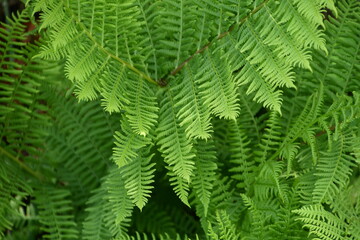 Fototapeta na wymiar Fresh fern leaf pbackground phtoo made in Weert the Netherlands
