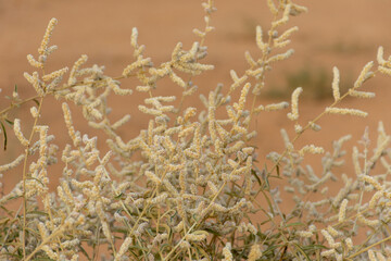 White desert flowers, white saxaul (Haloxylon persicum) or Ghada in the sand dunes of the United Arab Emirates.