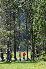 fly fisherman trout fishing with a hiking backpack and an orange jacket in the high mountains in summer