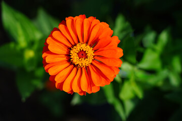 Colorful zinnia flowers in summer