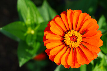 Colorful zinnia flowers in summer