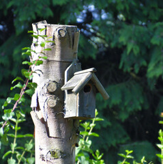 bird house on a tree in Weert the Netherlands
