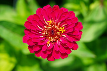 Colorful zinnia flowers in summer