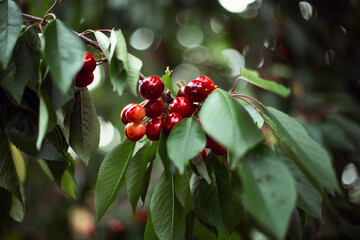
cherry berries on a tree branch in summer