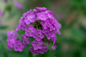 Opened ornamental hydrangea flowers, with fragrant silver petals on the flowers