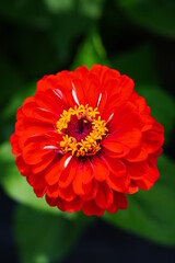 Colorful zinnia flowers in summer