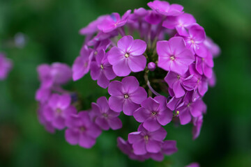 Opened ornamental hydrangea flowers, with fragrant silver petals on the flowers