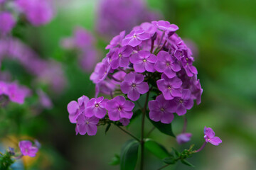 Opened ornamental hydrangea flowers, with fragrant silver petals on the flowers