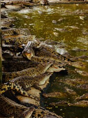crocodile in the water