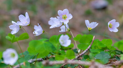 Alpine spring flowers 