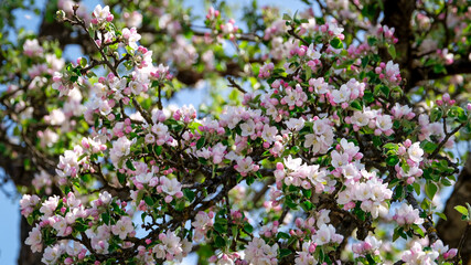Apple tree blossom 